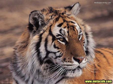 the tiger